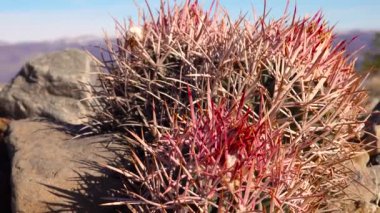 Kaliforniya çölünde kaktüs. (Echinocactus polycephalus), Cannonball, Cottontop Kaktüsü, çok başlı Barrel Kaktüsü