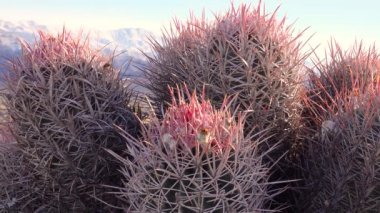Kaliforniya çölünde kaktüs. (Echinocactus polycephalus), Cannonball, Cottontop Kaktüsü, çok başlı Barrel Kaktüsü