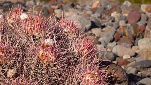Kaliforniya Çölünde Kaktüs Echinocactus Polycephalus Cannonball Cottontop Kaktüsü Çok Başlı — Stok video