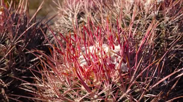 Kaktusz Kaliforniai Sivatagban Echinocactus Polycephalus Cannonball Cottontop Cactus Sokfejű Barrel — Stock videók