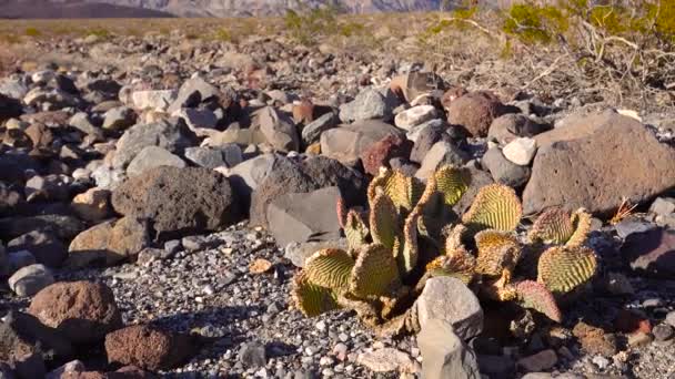 Kaktusy Kalifornii Gruszka Królikowata Opuntia Microdasys Zimowisko Pustynne Zaczerwienione Słońcu — Wideo stockowe