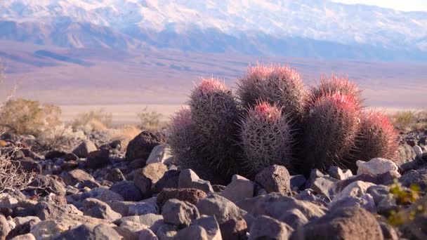 Kaktusz Kaliforniai Sivatagban Echinocactus Polycephalus Cannonball Cottontop Cactus Sokfejű Barrel — Stock videók