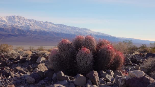 Kaktusz Kaliforniai Sivatagban Echinocactus Polycephalus Cannonball Cottontop Cactus Sokfejű Barrel — Stock videók