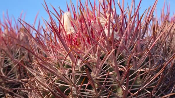 Kaktusy Pustyni Kalifornii Echinocactus Polycephalus Cannonball Cottontop Cactus Kaktus Baryłkowy — Wideo stockowe