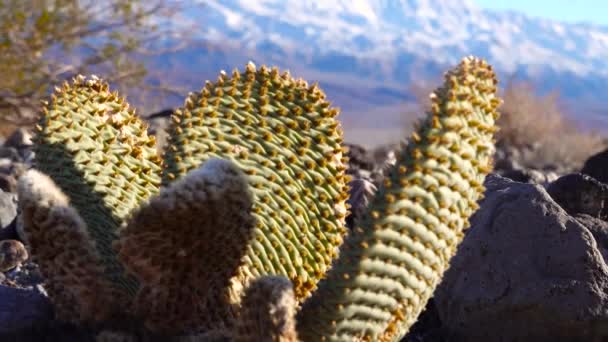 加州的Cacti 兔子耳朵带刺的梨子 小仙人掌 沙漠越冬在阳光下红化 — 图库视频影像