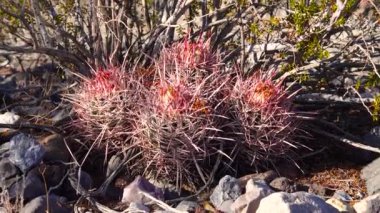 Kaliforniya çölünde kaktüs. (Echinocactus polycephalus), Cannonball, Cottontop Kaktüsü, çok başlı Barrel Kaktüsü