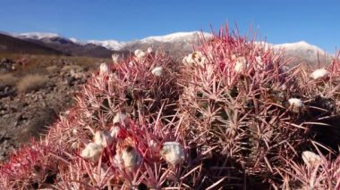 Kaliforniya çölünde kaktüs. (Echinocactus polycephalus), Cannonball, Cottontop Kaktüsü, çok başlı Barrel Kaktüsü