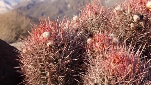 Cactussen Californische Woestijn Echinocactus Polycephalus Kanonskogel Katoencactus Meerhoofdige Vatcactus — Stockvideo