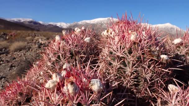 Кактус Каліфорнійській Пустелі Echinocactus Polycephalus Cannonball Cottontop Cactus Many Head — стокове відео