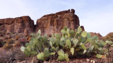 Arizona kaktüsü. Krep dikenli armut, dollareklem dikenli armut (Opuntia klorotica), kışın dağlarda kaktüs