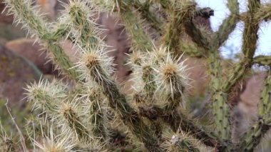 Arizona kaktüsü. Oyuncak ayı kollası (Cylindropuntia). Çölde farklı türde kaktüsler.. 
