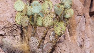 Arizona kaktüsü. Krep dikenli armut, dollareklem dikenli armut (Opuntia klorotica), kışın dağlarda kaktüs
