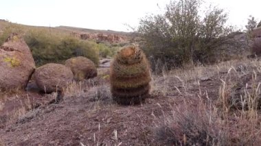 Arizona Kaktüsü. Kaliforniya fıçı kaktüsü, pusula fıçısı (Ferocactus silindirius), kaktüsü çölde taşların üzerinde yetişir.
