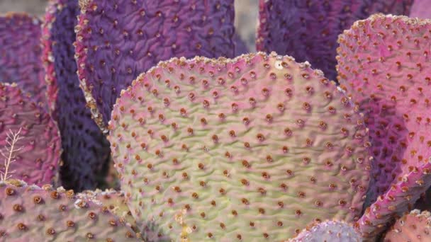 Arizonai Kaktuszok Aranytüskés Körte Opuntia Aurea Opuntia Basilaris Var Aurea — Stock videók