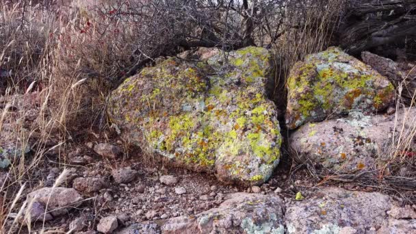 凤凰城附近 亚利桑那州的一个山区沙漠里 一只黄色的地衣挂在石头上 — 图库视频影像