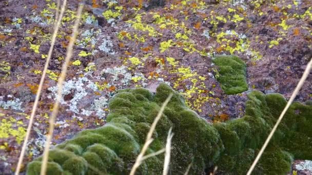 Жовті Лишайники Зелений Мох Каменях Гірській Пустелі Арізоні Поблизу Фенікса — стокове відео