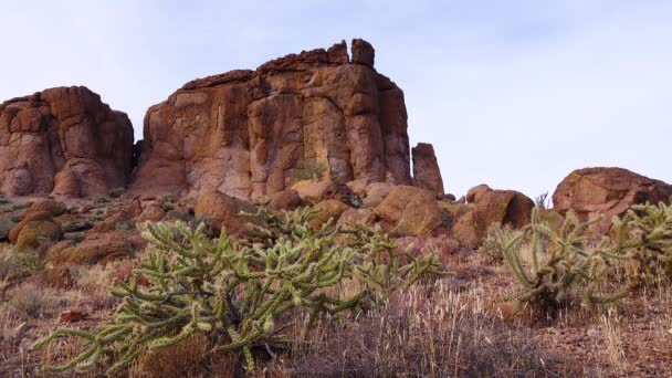 Cacti Arizona Pancake Pera Espinhosa Pêra Espinhosa Dollarjoint Opuntia Chlorotica — Vídeo de Stock