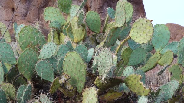 Arizona Kaktusar Pannkaka Taggig Päron Dollarjoint Taggig Päron Opuntia Chlorotica — Stockvideo
