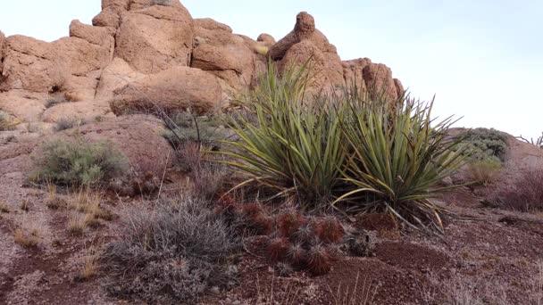 Yucca Cacti Uma Paisagem Montanha Penhascos Vermelhos Califórnia Eua — Vídeo de Stock