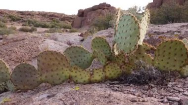Arizona Kaktüsü. Engelmann dikenli armut, kaktüs elması (Opuntia engelmannii), kışın dağlarda kaktüs.