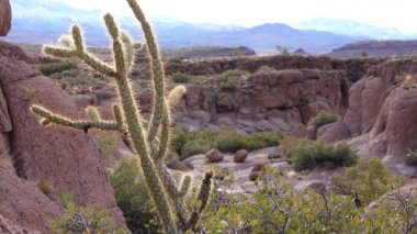 Arizona kaktüsü. Oyuncak ayı kollası (Cylindropuntia). Çölde farklı türde kaktüsler.. 