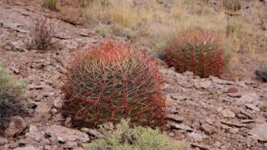 Arizona Kaktüsü. Kaliforniya fıçı kaktüsü, pusula fıçısı (Ferocactus silindirius), kaktüsü çölde taşların üzerinde yetişir.