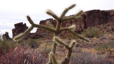 Oyuncak ayı kollası (Cylindropuntia). Çöl manzarasında vahşi doğadaki farklı kaktüsler. Arizona kaktüsü.