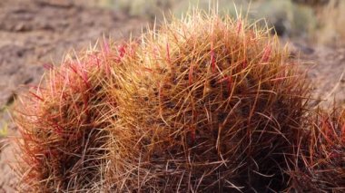 Arizona Kaktüsü. Kaliforniya fıçı kaktüsü, pusula fıçısı (Ferocactus silindirius), kaktüsü çölde taşların üzerinde yetişir.