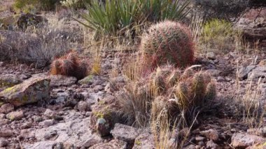 Batı ve Güneybatı ABD 'den Cacti. Arizona bordo-bardak kaktüsü, Arizona kirpi kaktüsü (Echinocereus arizonicus) ve Echinocactus sp., Arizona