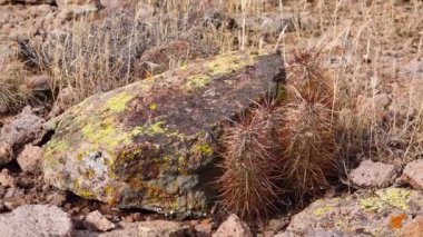 Batı ve Güneybatı ABD 'den Cacti. Arizona claret-cup kaktüsü, Arizona kirpi kaktüsü (Echinocereus arizonicus), Arizona