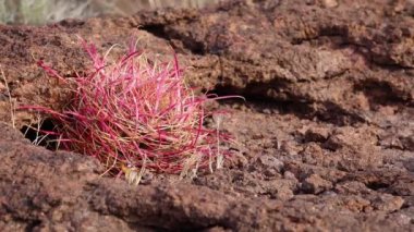 Arizona Kaktüsü. Kaliforniya fıçı kaktüsü, pusula fıçısı (Ferocactus silindirius), kaktüsü çölde taşların üzerinde yetişir.