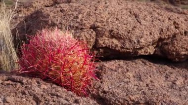 Arizona Kaktüsü. Kaliforniya fıçı kaktüsü, pusula fıçısı (Ferocactus silindirius), kaktüsü çölde taşların üzerinde yetişir.