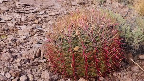 アリゾナ サボテン カリフォルニア バレル サボテン コンパス バレル フェロクタス シリンダレイセウス サボテンは砂漠の石で成長します — ストック動画