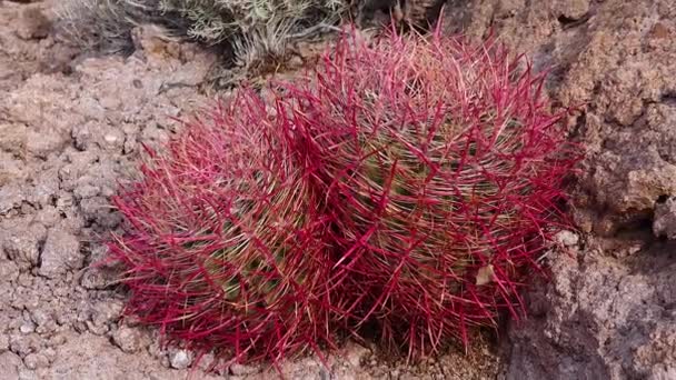 Arizona Kaktusz Kaliforniai Kaktusz Iránytűhordó Ferocactus Cylindraceus Kaktuszok Sivatagban Köveken — Stock videók