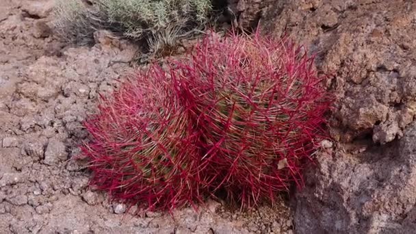 Arizona Kakti Kaktusy Kalifornijskie Lufa Kompasowa Ferocactus Cylindraceus Kaktusy Rosnące — Wideo stockowe