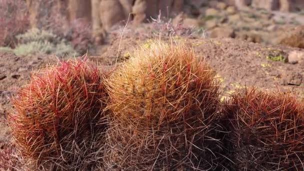 亚利桑那州Cacti 加利福尼亚桶仙人掌 指南针桶 Ferocactus Cylindrical Draceus 仙人掌生长在沙漠的石头上 — 图库视频影像