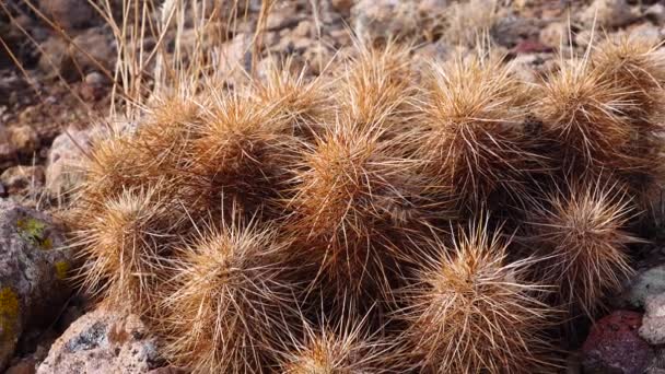 Kaktusy Zachodnich Południowo Zachodnich Stanów Zjednoczonych Arizona Claret Cup Cactus — Wideo stockowe