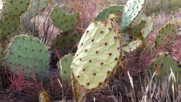 Engelmann Prickly Pear Cactus Apple Opuntia Engelmannii Cacti Winter Mountains — Stock Video