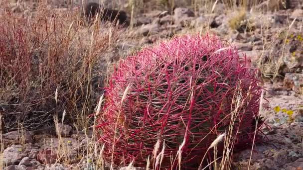 Arizona Cacti. Cactus de Californie, tonneau de la boussole (Ferocactus cylindraceus), cactus poussant sur des pierres dans le désert