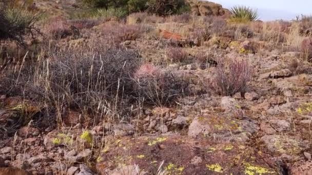 Cacti Oeste Sudoeste Dos Eua Arizona Clarete Cup Cactus Arizona — Vídeo de Stock