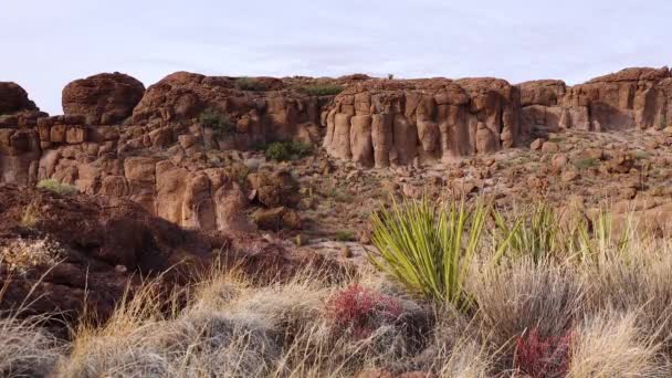 Arizona Kaktüsü Krep Dikenli Armut Dollareklem Dikenli Armut Opuntia Klorotica — Stok video