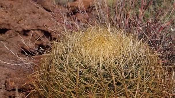 亚利桑那州Cacti 加利福尼亚桶仙人掌 指南针桶 Ferocactus Cylindrical Draceus 仙人掌生长在沙漠的石头上 — 图库视频影像