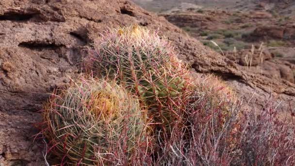 亚利桑那州Cacti 加利福尼亚桶仙人掌 指南针桶 Ferocactus Cylindrical Draceus 仙人掌生长在沙漠的石头上 — 图库视频影像