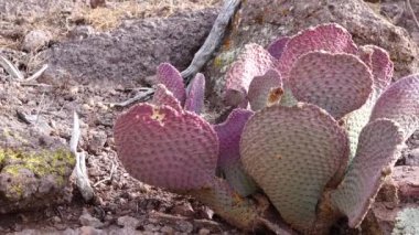 Arizona kaktüsü. Altın dikenli armut (Opuntia aurea, opuntia bazilaris var aurea)