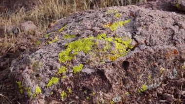 Arizona 'da, Phoenix yakınlarında bir dağ çölünde taşların üzerindeki sarı zambaklar.
