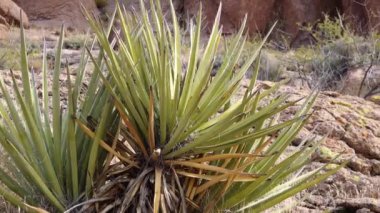 Yucca ve Cacti, Kaliforniya, ABD 'deki Kızıl Kayalıklar Dağı manzarasında.