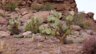 Arizona Kaktüsü. Engelmann dikenli armut, kaktüs elması (Opuntia engelmannii), kışın dağlarda kaktüs.