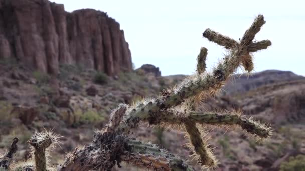Arizonai Kaktuszok Teddy Mackó Cholla Cylindropuntia Különböző Típusú Kaktuszok Vadonban — Stock videók