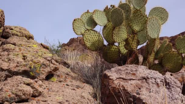 Arizona Cacti Engelmann Kaktusfeige Kaktusapfel Opuntia Engelmannii Kakteen Winter Den — Stockvideo