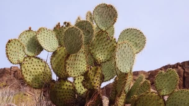 Arizona Kaktusar Engelmann Taggig Päron Kaktus Äpple Opuntia Engelmannii Kaktusar — Stockvideo